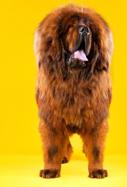 Kırmızı Tibetli mastiff köpek