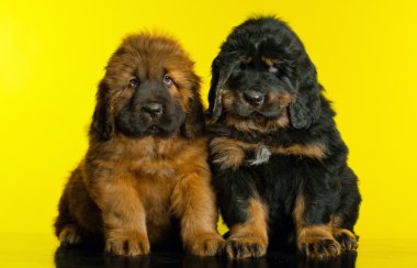 Kırmızı Tibetli mastiff köpek