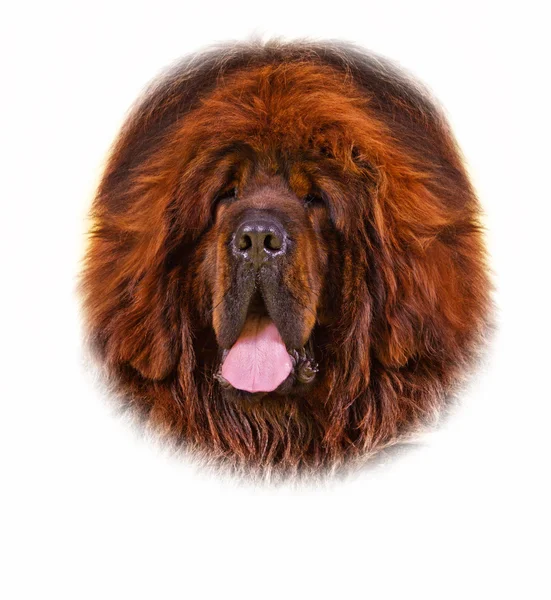 Röd Tibetansk mastiff hund — Stockfoto