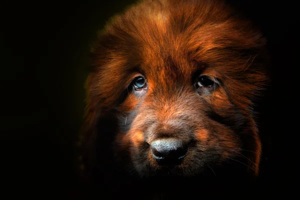 Red Tibetan mastiff dog — Stock Photo, Image