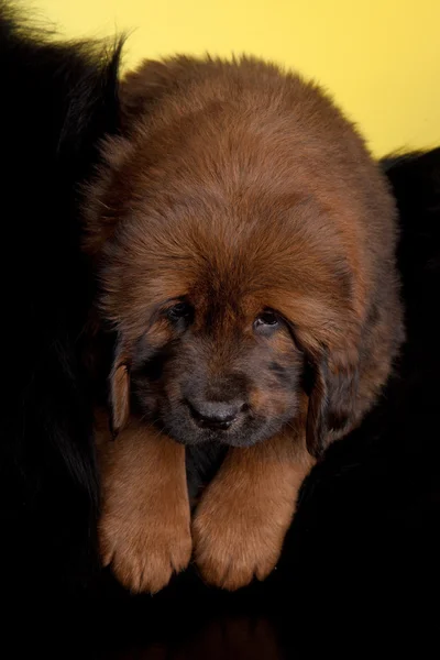 Roter tibetischer Dockenhund — Stockfoto