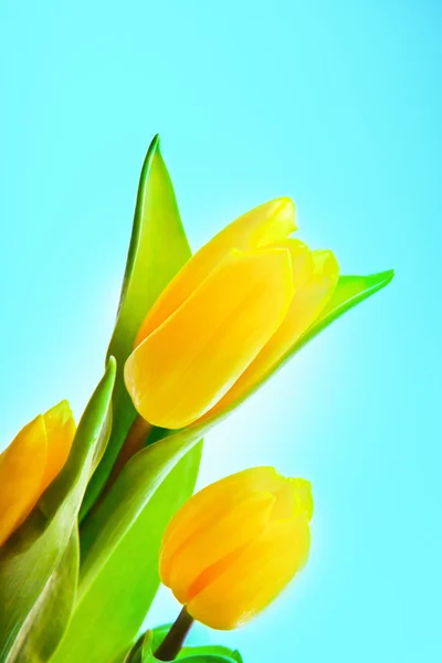 Flowers for  eighth March — Stock Photo, Image