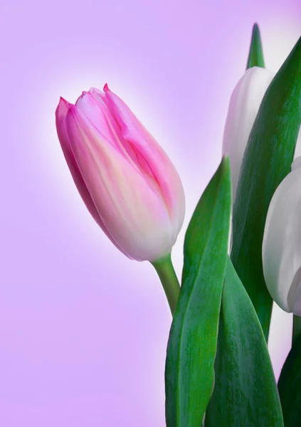 Flowers for  eighth March — Stock Photo, Image