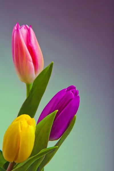 Bloemen voor achtste maart — Stockfoto