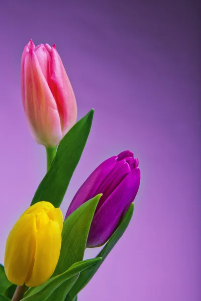 Flowers for  eighth March — Stock Photo, Image