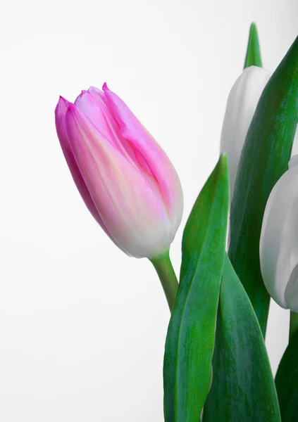 Flowers for  eighth March — Stock Photo, Image