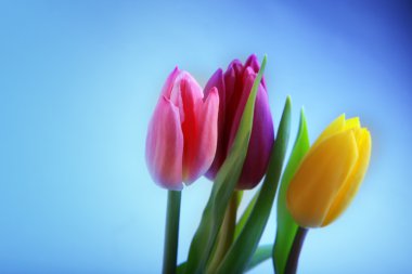 Sekizinci Mart için çiçekler