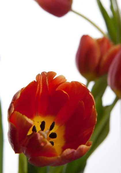 Blumen für den achten März — Stockfoto