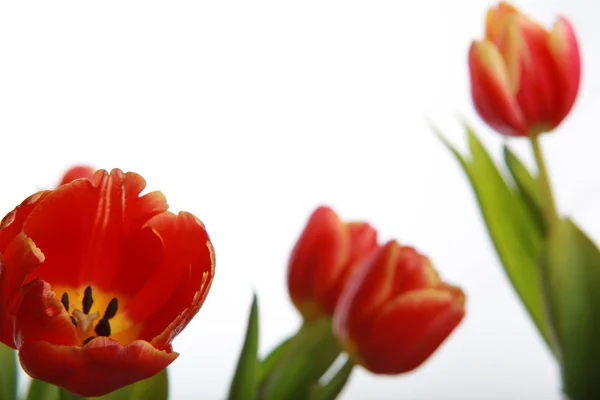 Blumen für den achten März — Stockfoto