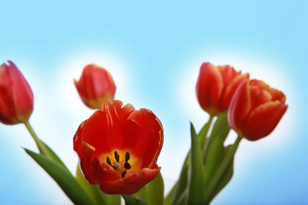 Sekizinci Mart için çiçekler — Stok fotoğraf