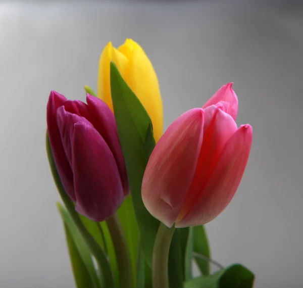 Bloemen voor achtste maart — Stockfoto