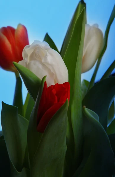 8 月の花 — ストック写真