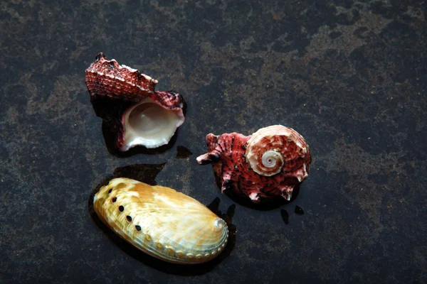 Seashell på ett vatten — Stockfoto