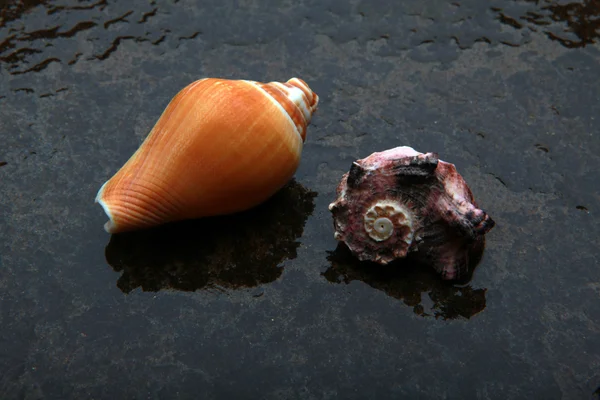 La concha marina sobre el agua —  Fotos de Stock