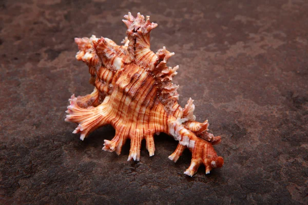 Conchiglia su un'acqua — Foto Stock