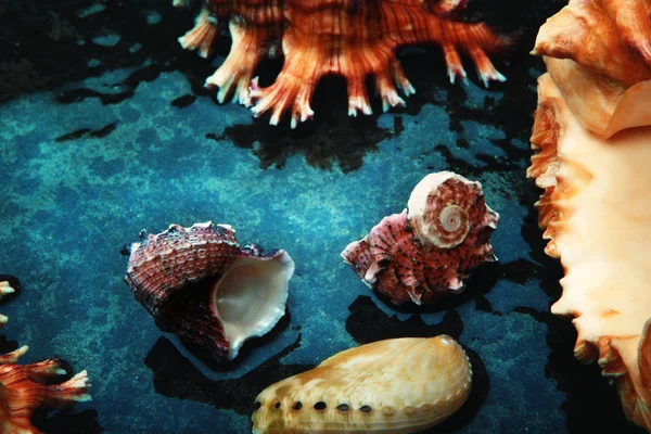 Bir su deniz kabuğu — Stok fotoğraf