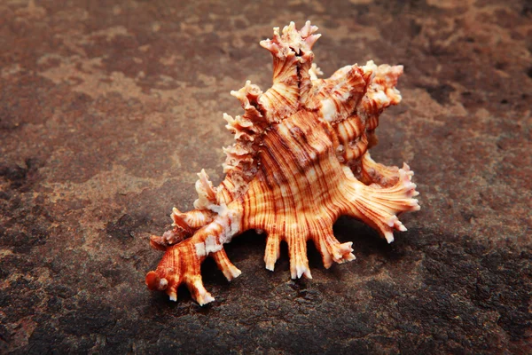 Conchiglia su un'acqua — Foto Stock