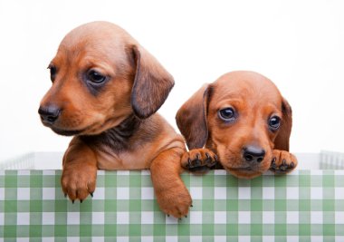 Yeşil kutunun içinde köpek yavrusu