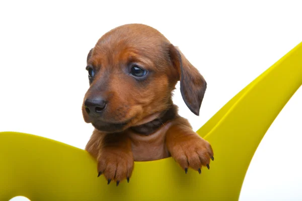 Puppy in a watering can — Stock Photo, Image
