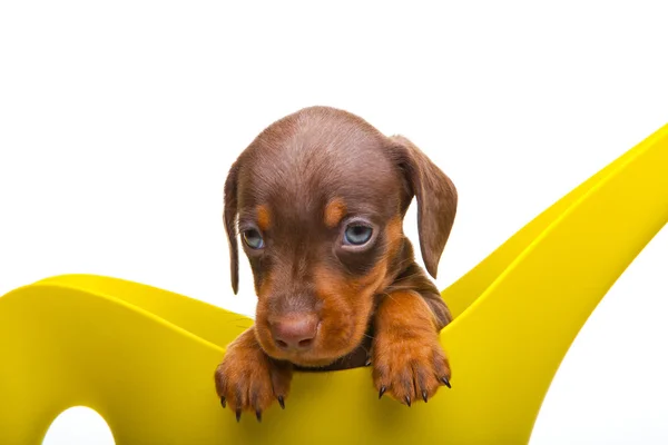 Cachorro em uma lata de rega — Fotografia de Stock