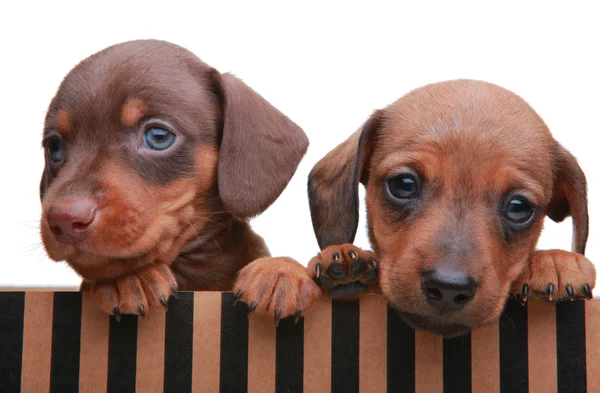 茶色のボックスで子犬 — ストック写真