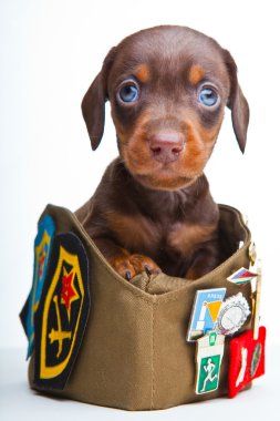 Rus şapkalı köpek yavrusu