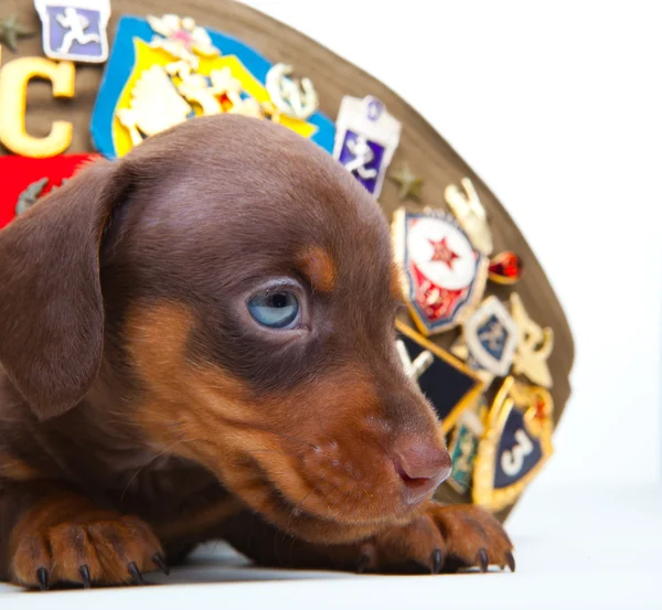 Cucciolo in cappello russo — Foto Stock