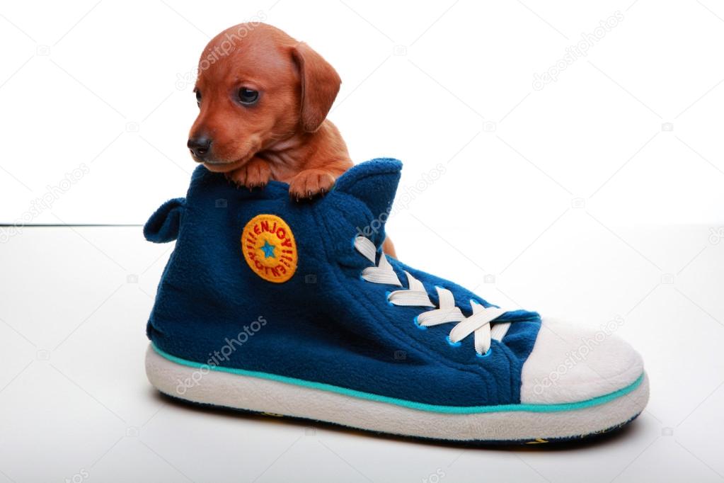 puppy in boots