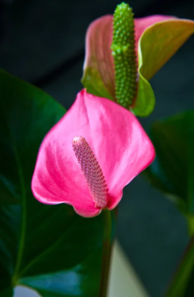 Bloemen voor achtste maart — Stockfoto