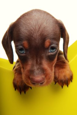 sulama olabilir içinde köpek yavrusu