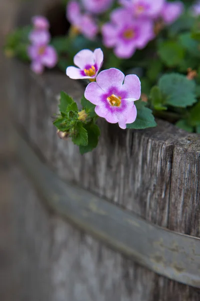 Літні квіти макросу — стокове фото
