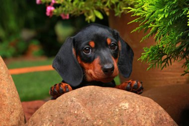 Dachshund Bahçe