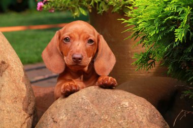 Dachshund Bahçe