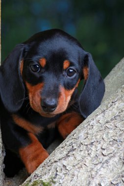 Dachshund Bahçe
