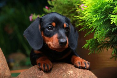 Dachshund Bahçe
