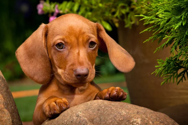 Dackel im Garten — Stockfoto