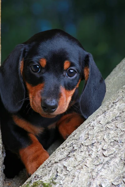 Dachshund em um jardim — Fotografia de Stock