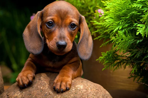 Dachshund in a garden — Stock Photo, Image