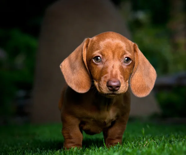 Dachshund en un jardín —  Fotos de Stock