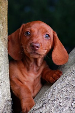 Dachshund Bahçe