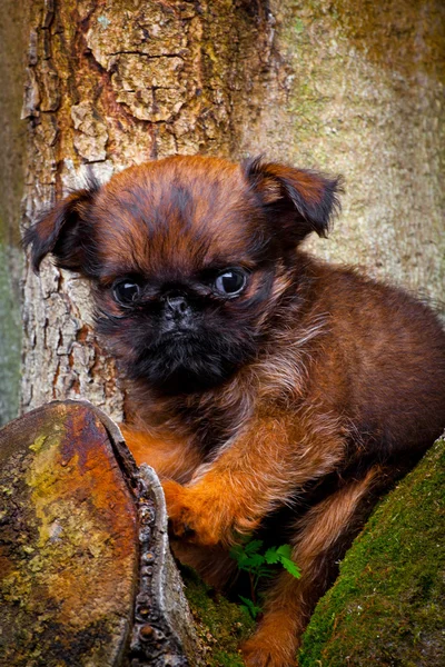 Griffin in de tuin — Stockfoto