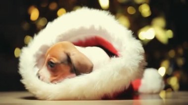 Köpek yeni yıl şapkasının görüntüleri. 