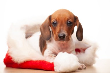 Köpek yeni yıl şapkası imajı 