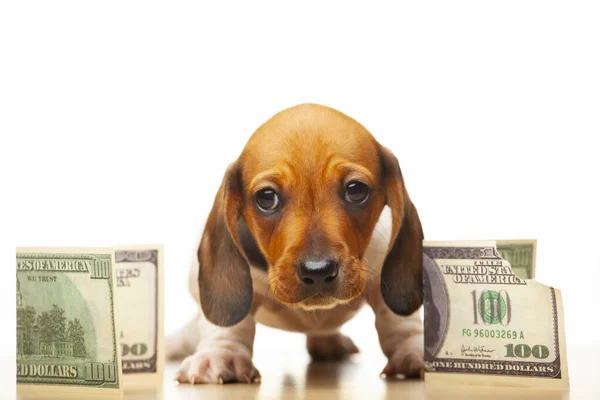 Изображение Собаки Деньги Белый Фон — стоковое фото