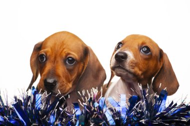 Köpek beyazı arkaplan resmi 