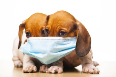 Köpek maskesi beyaz arkaplan resmi 