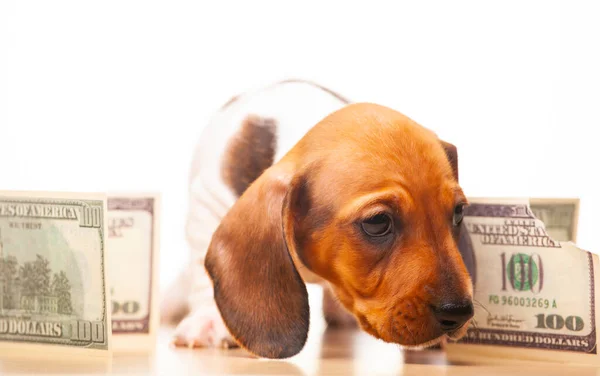 Afbeelding Van Hond Geld Witte Achtergrond — Stockfoto