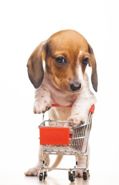 Köpek tramvayı beyaz arkaplan resmi 