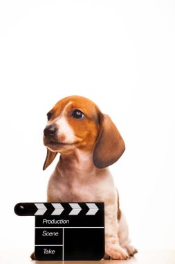 Köpek alkışlama tahtası görüntüsü