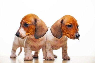 Köpek beyazı arkaplan resmi 